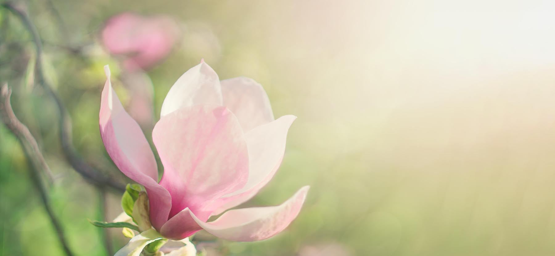 Pink Magnolia blossom on a field of out of focus greenery.